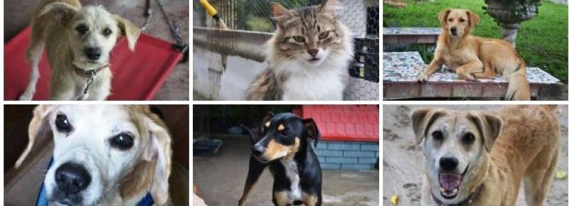 Um paraíso para animais carentes: ONG resgata cães e gatos de rua
