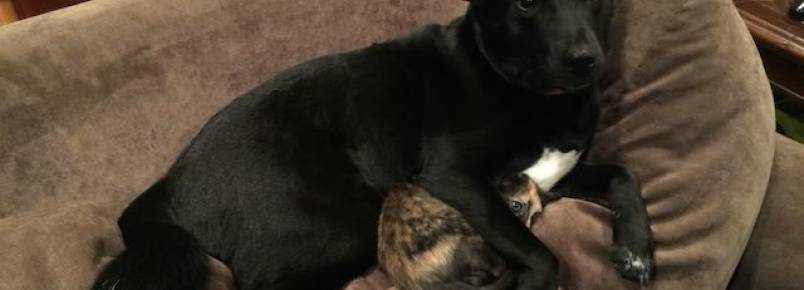 Cachorro protege gatinho assustado durante tempestade