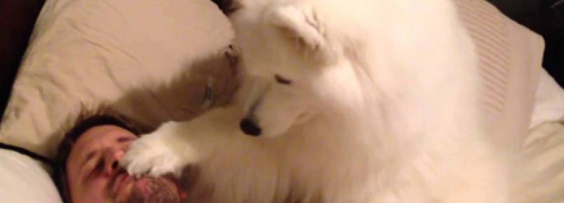 Cães acordam seus donos “com carinho”
