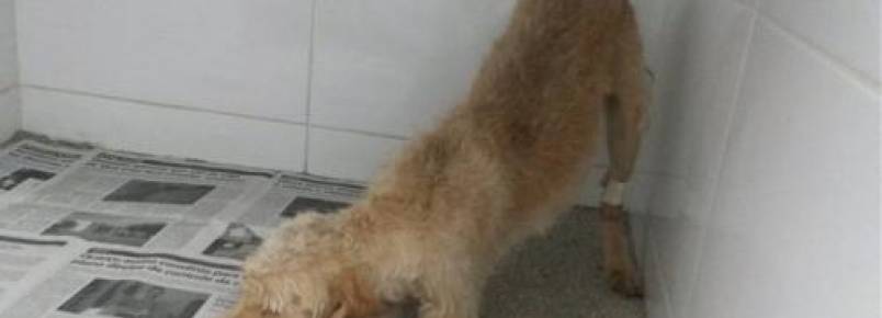 Policial socorre dois cães atropelados no interior de São Paulo