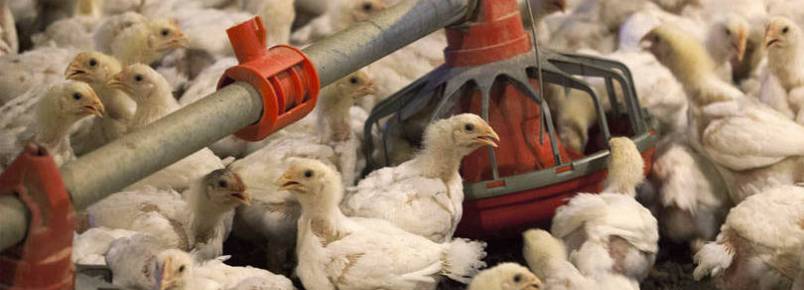 Ativistas denunciam crueldade contra animais em poltica de controle  gripe aviria