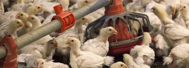 Ativistas denunciam crueldade contra animais em política de controle à gripe aviária