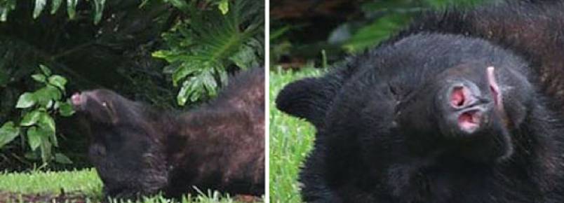 Urso come 20 quilos da ração de cachorro e tira cochilo em quintal