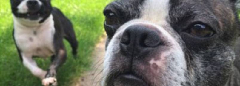 Instagram de Max e Walter segue a relao engraada dos irmos caninos