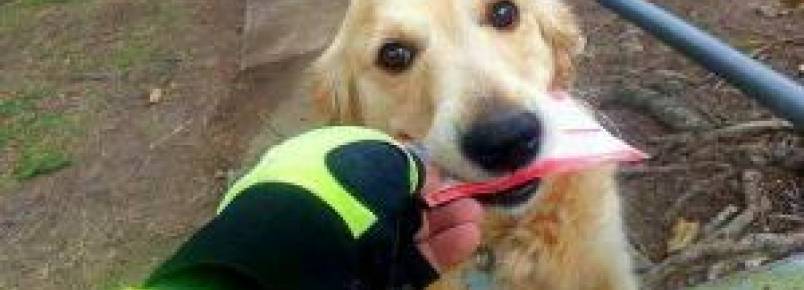 Carteiro escreve cartas para cão que ama receber a correspondência da família