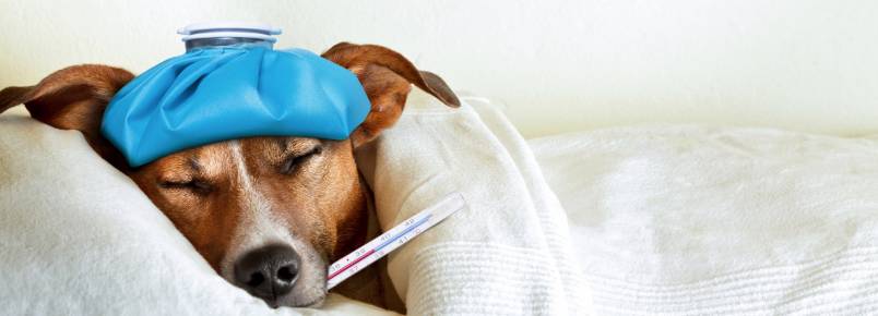 Como evitar que seu animal fique gripado