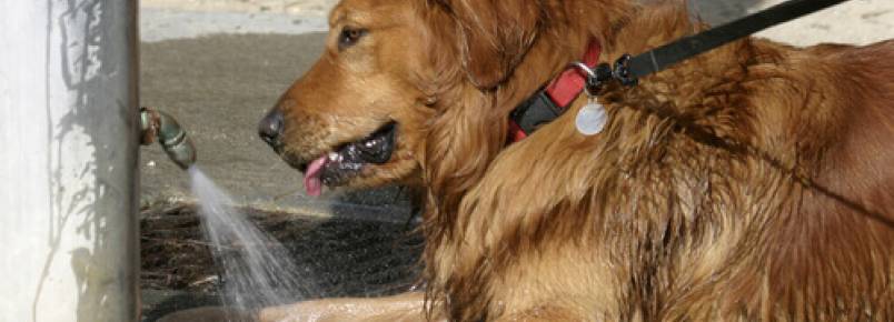 Como proteger seu cão de uma insolação