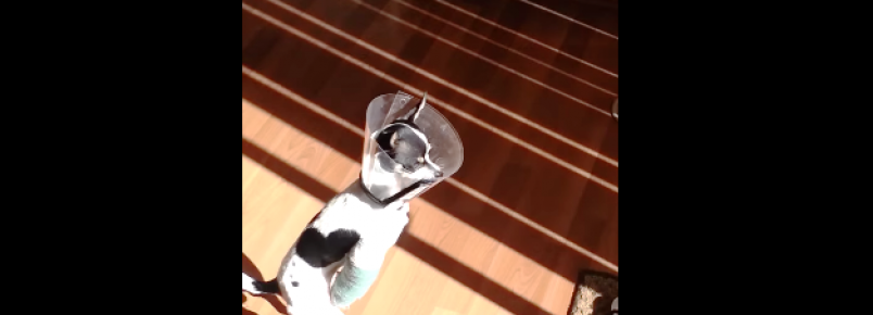 Cachorro aprende a andar de pé após quebrar 2 patas