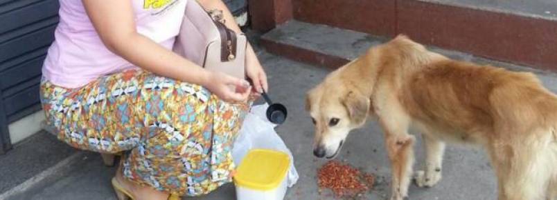 Mais que animais, grandes companheiros 
