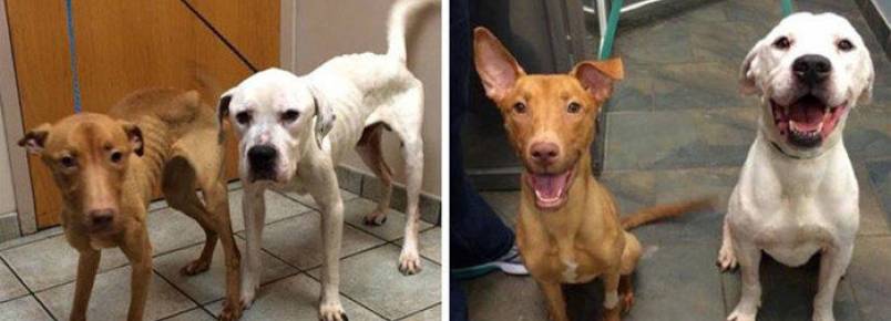 Abandonados, cachorros são encontrados na rua em estado lamentável