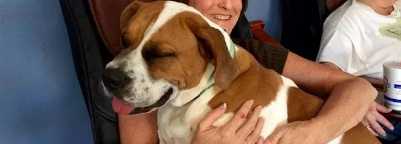 Mulher pede para que alguém mate sua cadela, mas animal é salvo por abrigo