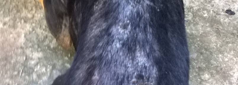 Cachorro precisa de exame com urgência