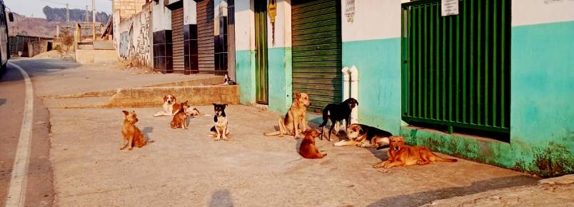 Solidariedade no Pedreira: Comerciante alimenta cães de rua