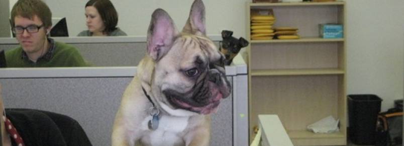 23 cães confusos pensando que são humanos