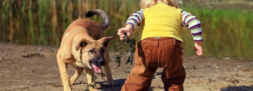 Por que alguns cães têm repulsa a criança? 