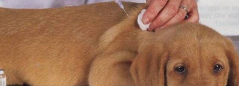 Calendrio e importncia das principais vacinas para cachorro 