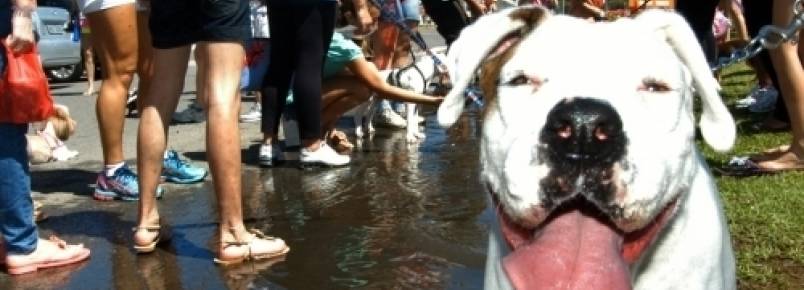 Cãominhada Educativa de Joinville, SC, é adiada