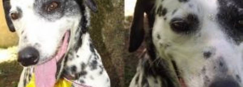 Cachorro encontrado no bairro São Simão
