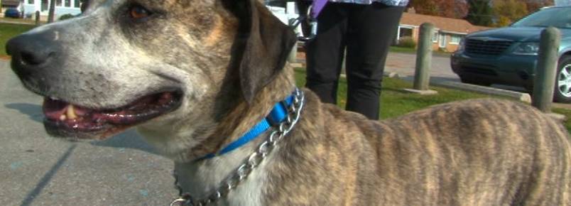 Pit bull mix salva a vida de seu tutor