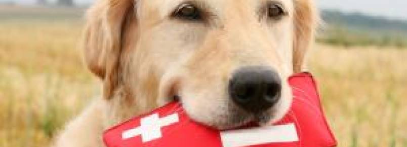 Primeiros socorros em cachorros: O que deve ser feito em uma emergncia