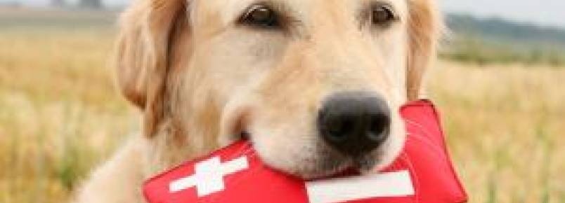 Primeiros socorros em cachorros: O que deve ser feito em uma emergência