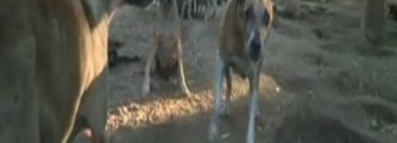Limoeirense cria mais de 700 cachorros e 1.500 gatos