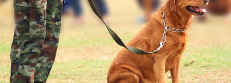 Histórias dos cães em guerras