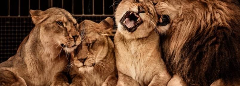 A verdade sobre o uso de animais em espetáculos