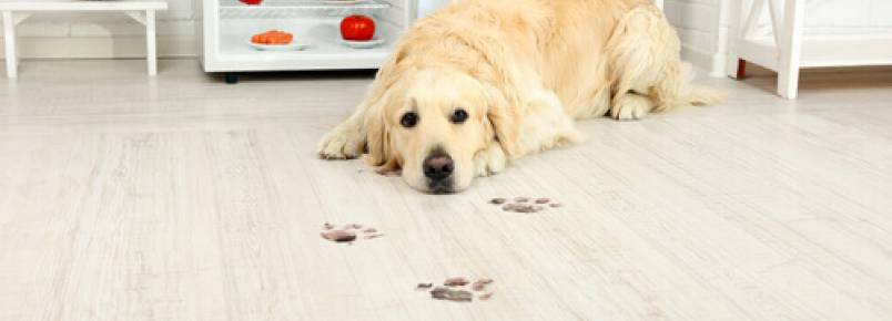 Cereais para cães: por que não posso dar?