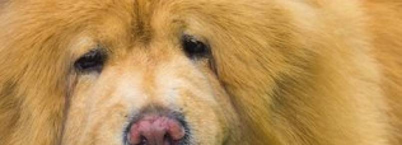 Chow Chow