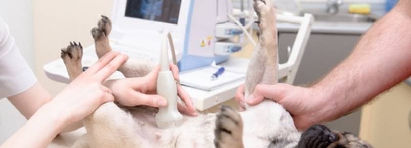 Bichos e Plantas possui Ultrasson e Raio X par animais