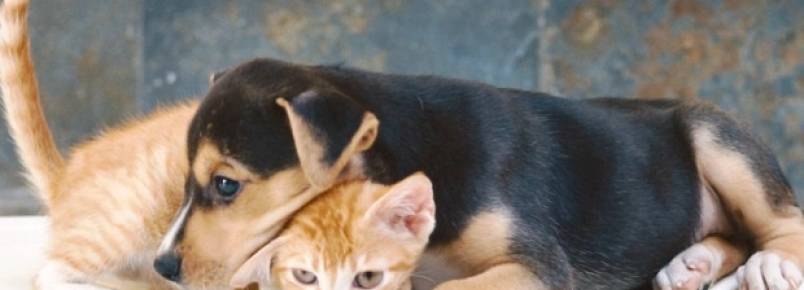 10 maneiras de ajudar gatos e cachorros de rua