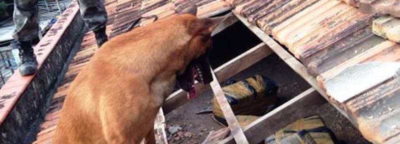 Cão policial encontra 200 quilos de maconha em uma casa no RJj