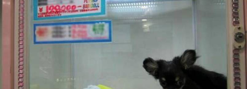 Animais não poderão mais ser expostos em vitrines e gaiolas de Pet Shops no Brasill