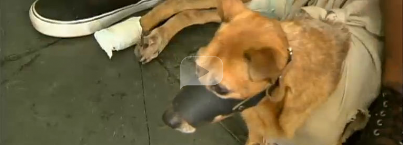 Animais sofrem queimaduras por causa do calor em São Paulo