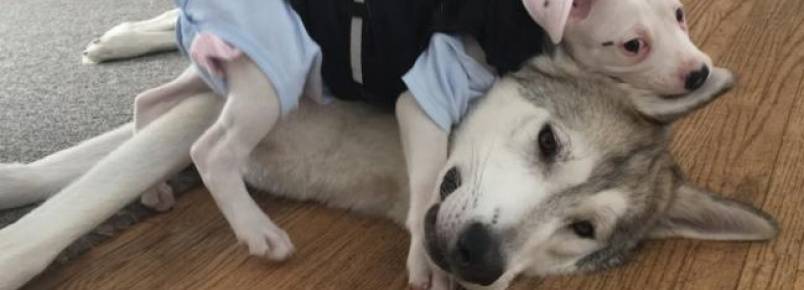 Filhote especial encontra apoio e carinho de um amigo canino em lar temporário