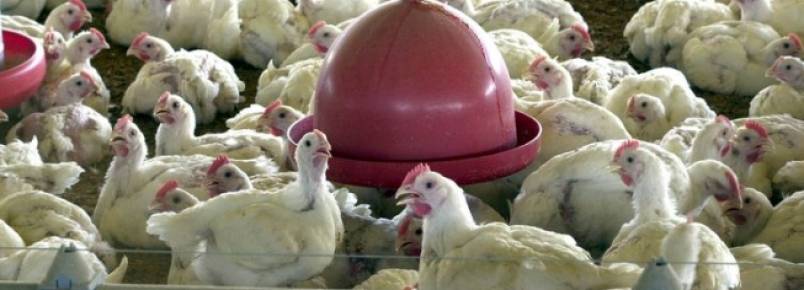 Agricultura probe uso de antimicrobianos em rao para animais