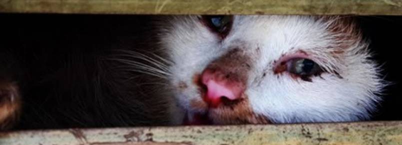 Gatos são salvos de serem mortos para consumo no Vietnã