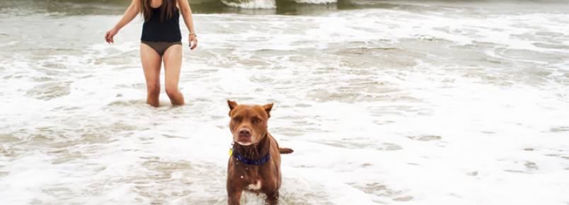 Casal leva cachorro com cncer para conhecer o mar
