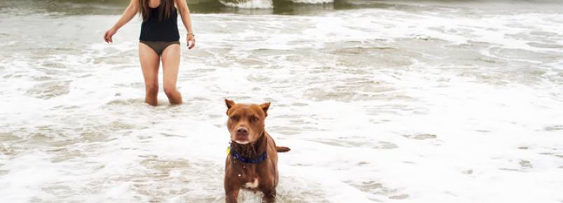 Casal leva cachorro com câncer para conhecer o mar