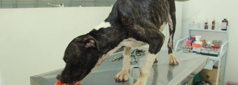 ONG resgata cachorro abandonado em casa de Hortolndia