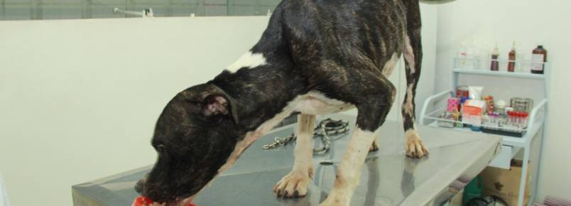 ONG resgata cachorro abandonado em casa de Hortolândia