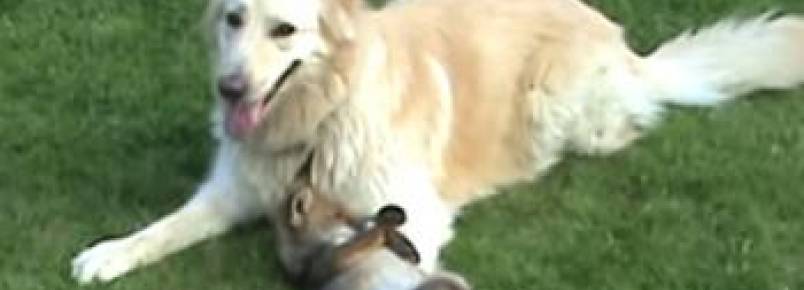 Dupla canina convive harmoniosamente com outras espécies 