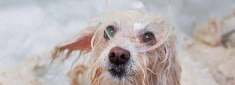 Fotógrafo brasileiro cria projeto divertido com cachorros durante o banho