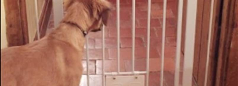 Cachorro dá show de contorcionismo para ficar perto do dono.