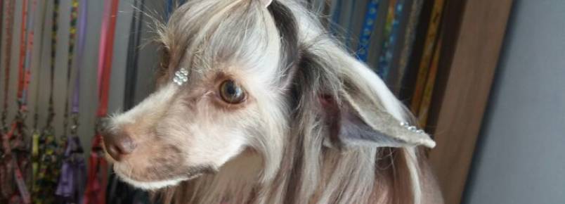 Clinvet recebe cão exótico