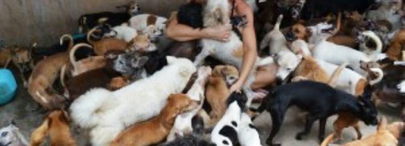 Justia determina fiana de US$ 265 mil para brasileira presa por maltrato de animais