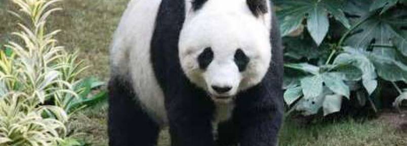 China aprova prisão para quem comer carne de animais raros