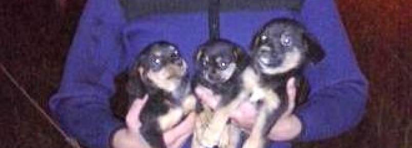 Bombeiros de Presidente Getúlio resgatam cachorros em rio e outro cão atropelado