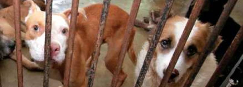 Ativistas realizam manifestação contra eutanásia de animais no CCZ